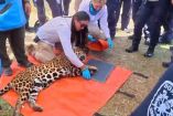 Los bomberos de CDMX han participado en el manejo de más de cuatro mil 400 animales