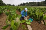 La Corenadr busca fortalecer la comercialización del nopal de Milpa Alta