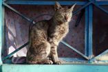Un par de gatos pequeños se calientan con el sol de la tarde acostados en una ventana color azul en San Pedro Apatlaco.