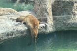 Visitantes expresaron su preocupación por el estado de salud y las condiciones en las que se encuentran diversos animales.