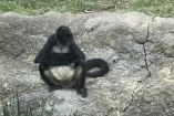 Visitantes consultados destacaron que observaron a los animales apáticos.