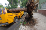 Árbol derribado sobre una camioneta amarilla de transporte escolar estacionada en una calle de Azcapotzalco, Ciudad de México.