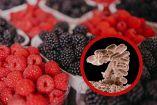 La FDA recomendó desechar o devolver los frutos rojos incluidos en el retiro.
