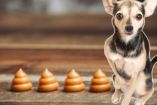 Esto revelan las heces de tu mascota de su salud