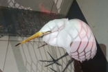 Especialistas de la Brigada de Vigilancia Animal (BVA) de la SSC aseguraron a la garza localizada en el Eje Central Lázaro Cárdenas para trasladarla a Xochimilco, donde un veterinario evaluará su estado de salud.