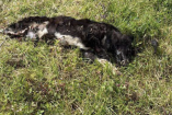 Activistas denunciaron la muerte de 13 perros por envenenamiento con fosfuro de zinc cerca del vertedero municipal de Atlautla, Estado de México.