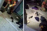 Una vez fuera del drenaje, la familia canina fue colocada en un sitio seguro