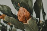 ¿Por qué las puntas de las hojas se ponen cafés?