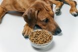 Descubre por qué los perros viejitos pueden rechazar sus croquetas