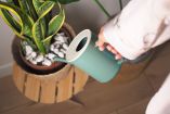 Planta que tiene exceso de agua.