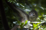 México, en el top del tráfico digital de fauna