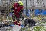 Perros rescatistas, Border Collie, Cruz Roja, emergencia