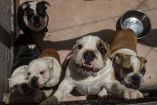 Los animales, en su mayoría bulldog, estaban en un departamento. Las crías eran ofrecidas hasta en 2 mil 500 soles (13 mil pesos mexicanos).