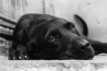 perro negro