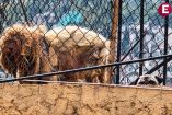 Ambos lomitos vivieron confinados juntos y ahora, bajo el cuidado de la protectora Renacer Animal, buscan una nueva oportunidad para conocer una vida muy diferente.