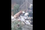 perro