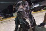 En el mensaje colocado junto a Kelleb se explicaba que el perro había sido rescatado anteriormente y llevado a una vivienda donde ya había otros dos animales.