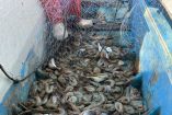 La novedad es que los pescadores recibieron un día anterior nuevos permisos de Conapesca, para el uso de redes de enmalle o agalleras.