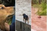 Las intensas lluvias registradas en los últimos días en Chile dejaron, además de afectaciones materiales, historias de supervivencia como la de este lomito.