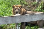 Aunque el león se mostró dócil, por su naturaleza representa un peligro; además, en el predio había una cerca de madera en mal estado que el animal podía saltar con facilidad.