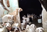 En la semana, vecinos de la colonia Héroes de Churubusco se manifestaron para exigir el rescate de los perros.