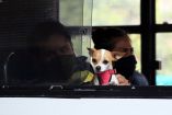 Lo que parecía una jornada habitual de labores domésticas terminó en un insólito caso de presunto secuestro de una mascota.
