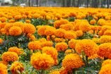 Casi 10 millones de plantas de cempásuchil es la producción para 2026 en la CDMX.