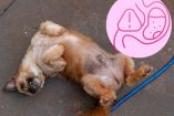 Abdomen inflamado en perros