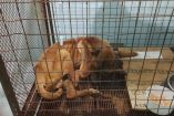 El perrito presentaba un deterioro físico considerable, por lo que fue trasladado a las instalaciones del CAIVM para recibir atención veterinaria.