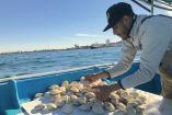Extracción de almeja reina en Puerto Peñasco, Sonora