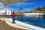 Persona observando a un delfín desde el borde de la alberca techada en las instalaciones del Delfinario Sonora.