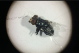 Senasica desarrolla en Chiapas la "Cepa Mex" de la mosca del gusano barrenador: insectos estériles solo machos para duplicar el combate a la plaga ganadera.