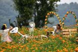 Campos de cempasúchil en plena floración en San Pablo Coapan, municipio de Naolinco, Veracruz, listos para recibir visitantes en temporada de Día de Muertos.