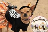 Chiwinity 2026 celebra el Día de Muertos con tu perrito chihuahua en CdMx