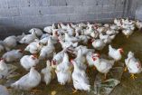 La enfermedad de Newcastle es una infección altamente contagiosa entre las aves. Provoca alteraciones nerviosas, disminución de la producción de huevo y elevados índices de mortalidad.