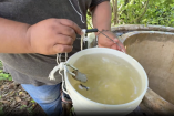 Biólogos y químicos determinaron que el agua de Santa María Chí es no apta para uso humano.
