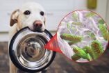 Biofilm: el microbio que puede poner en riesgo la salud de tu perro o gato