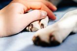 Especialistas de la UNAM explican qué son los duelos invisibles (muerte de mascotas, desempleo, rupturas) y alertan sobre el daño de invalidar el dolor ajeno.