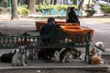 CIUDAD DE MÉXICO, 15ENERO2026.- Perros se toman un descanso durante su jornada de paseo en el Parque España. En colonias como la Condesa la actividad de pasear perros se ha convertido en una actividad productiva para muchas personas. FOTO: MOISÉS PABLO/CUARTOSCURO.COM
