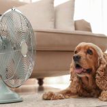 Cómo saber si tu perro está deshidratado en temporada de calor | Getty Images