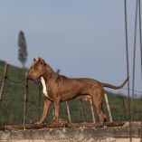 Debido a los hechos, las autoridades escolares suspendieron de manera momentánea las clases en la escuela, mientras que los cuerpos de emergencia brindaban atención.