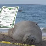 El elefante marino fue visto por primera vez en el mes de julio de 2020 en Playa San Pancho, Nayarit.