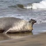 El elefante marino macho mide aproximadamente tres metros de largo y pesa una tonelada.