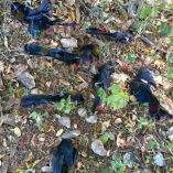 El frío generado por los sistemas frontales, los eventos de Norte y la última tormenta invernal, provocó un choque térmico que resultó fatal.