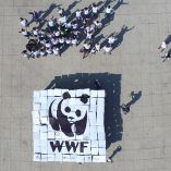 WWF
