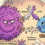 Los biespecíficos ayudan a las células T