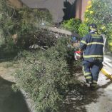 Caída de árboles en CDMX