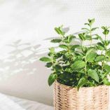 Cómo sembrar menta en casa