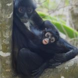 El grupo familiar se encuentra en perfecto estado de salud y está integrado por un macho y una hembra adultos, una hembra juvenil, un macho juvenil y la cría recién nacida.