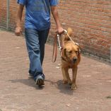 Requisitos para solicitar un perro guía